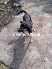 土狗小黑狗生傳奇